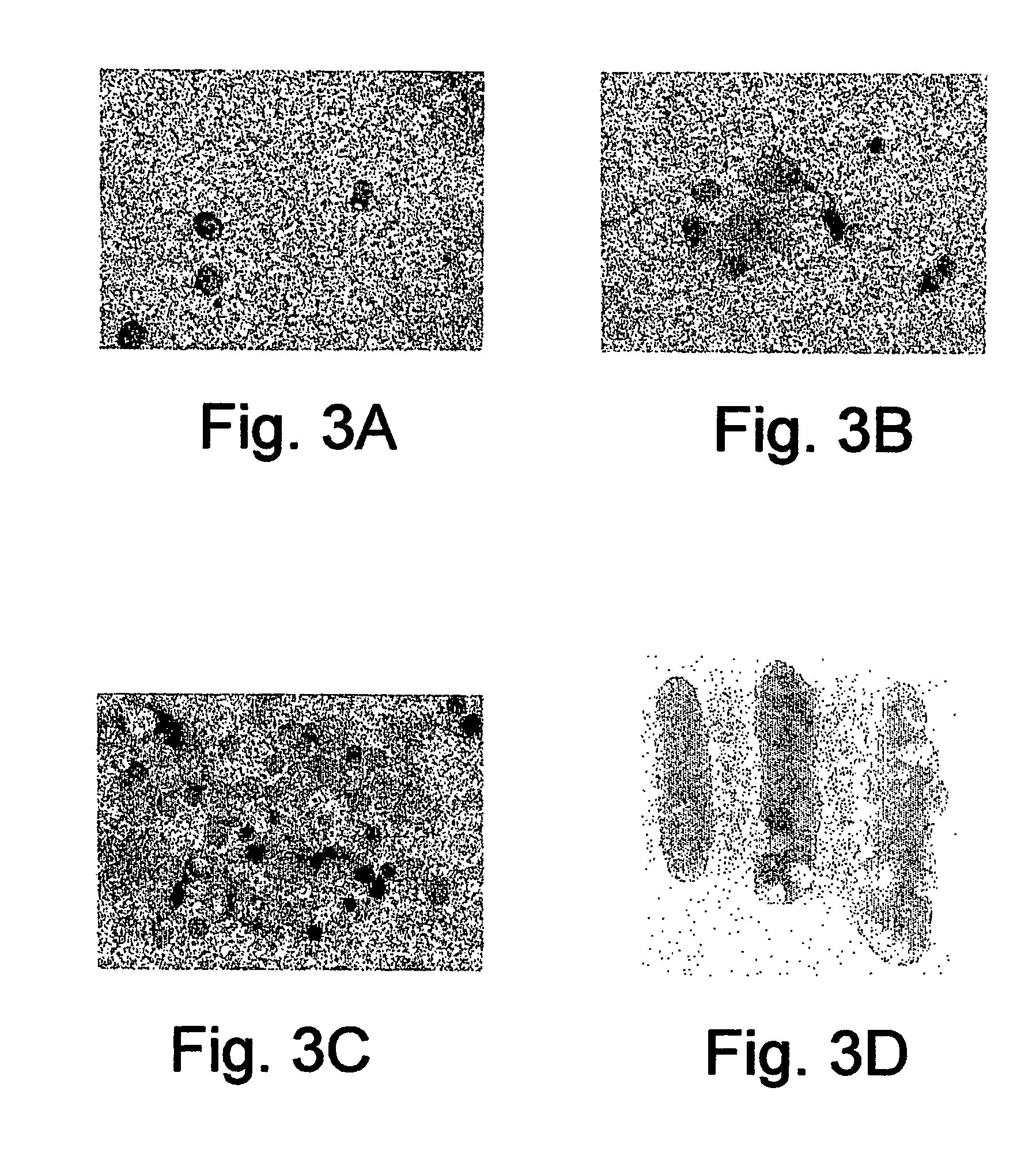 Agent derived from tortoise spleen stimulating mammalian hemopoiesis