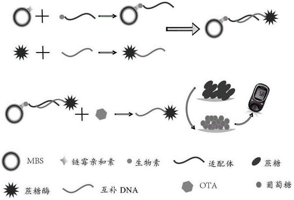 Method for quantitatively detecting ochratoxin A