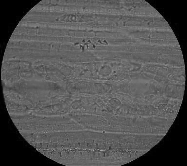 Pine needle sectioning observation method