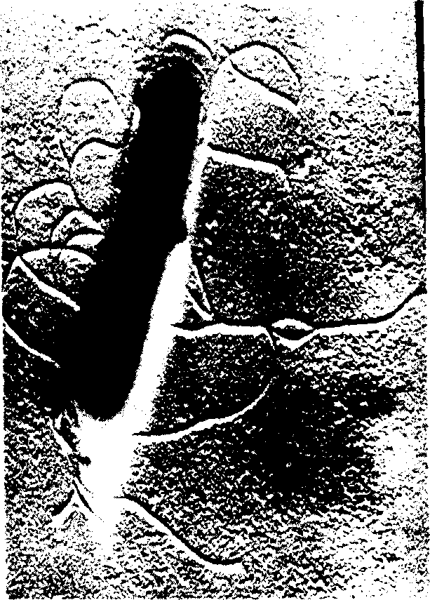 Use of chlorine-resisting strain S616