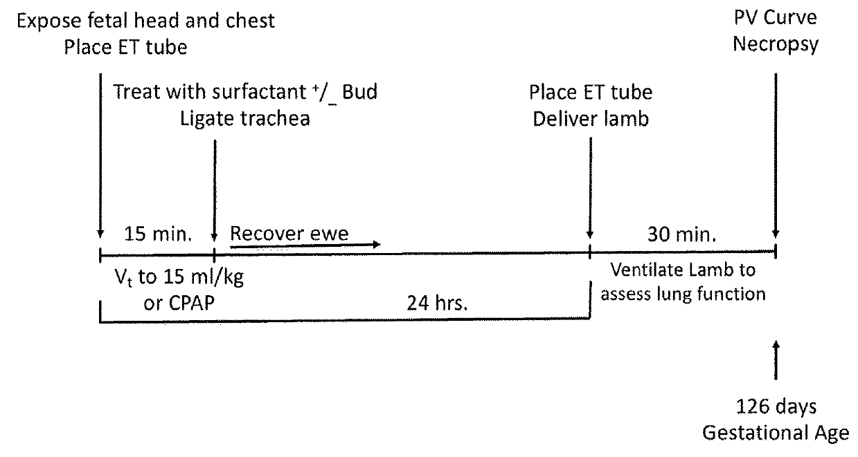 Therapeutic combination comprising a pulmonary surfactant and a steroid for the treatment of evolving bpd