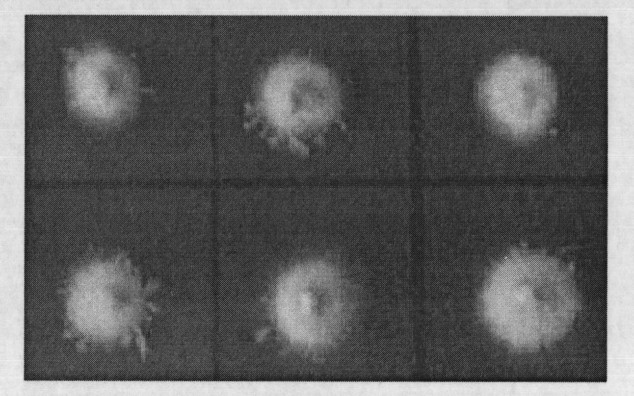 Method for expressing and identifying foreign genes in fungus