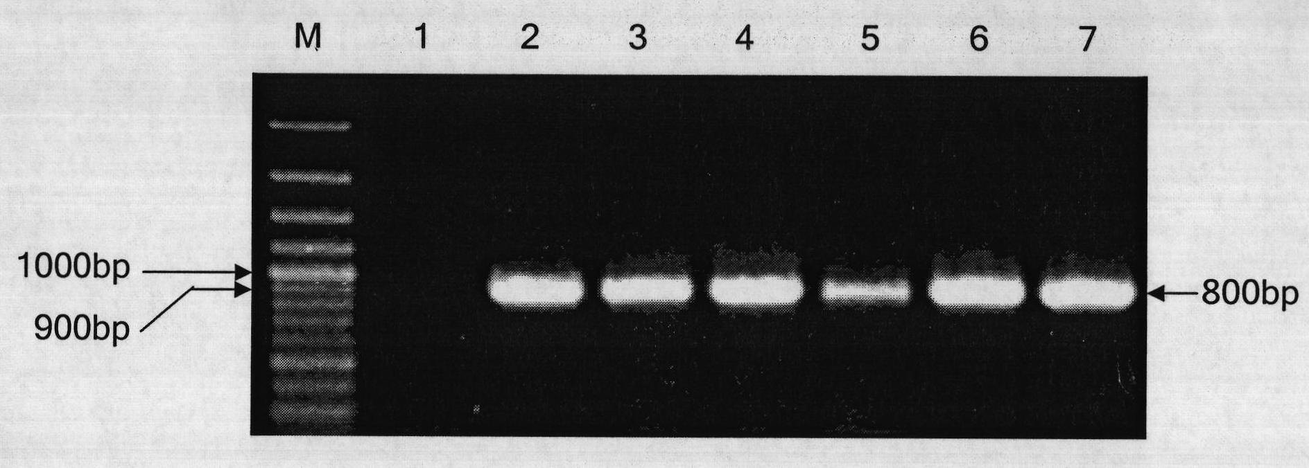 Method for expressing and identifying foreign genes in fungus