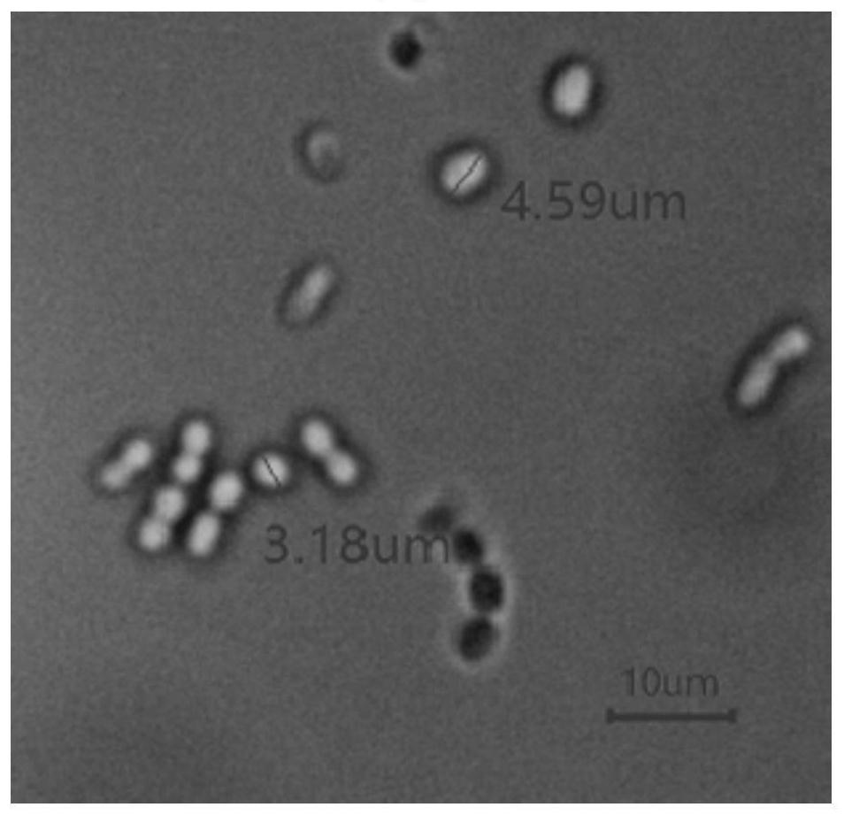 Microbacterium waters mb338 and its application