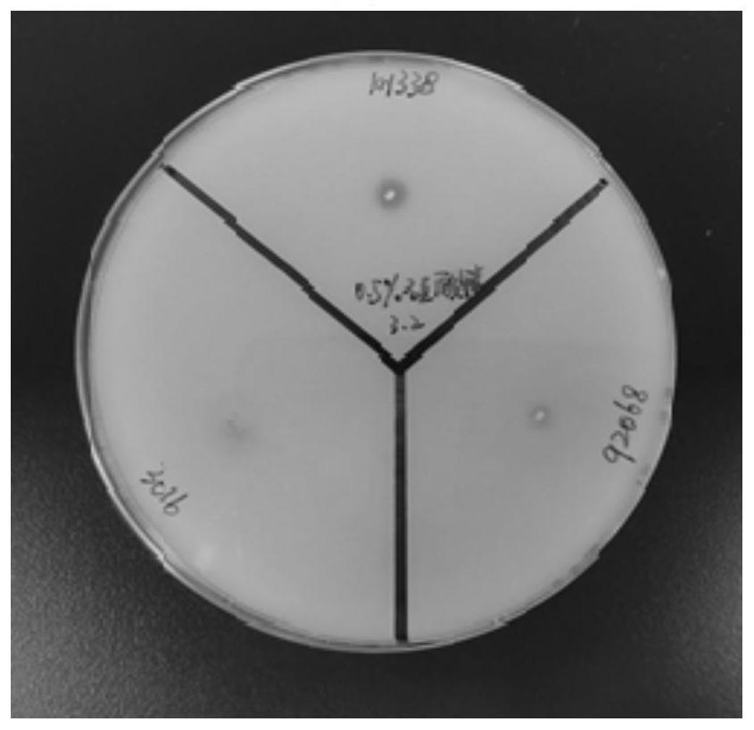 Microbacterium waters mb338 and its application