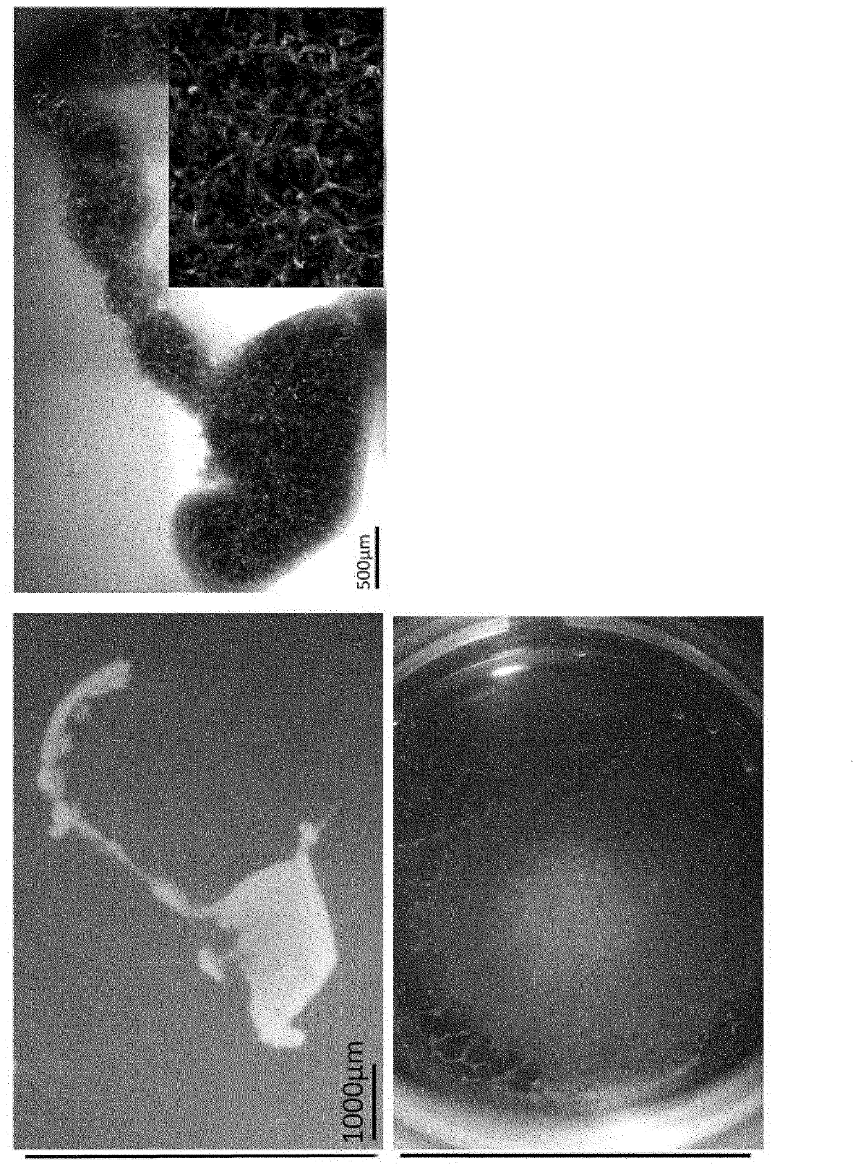 Method for producing tissue and organ