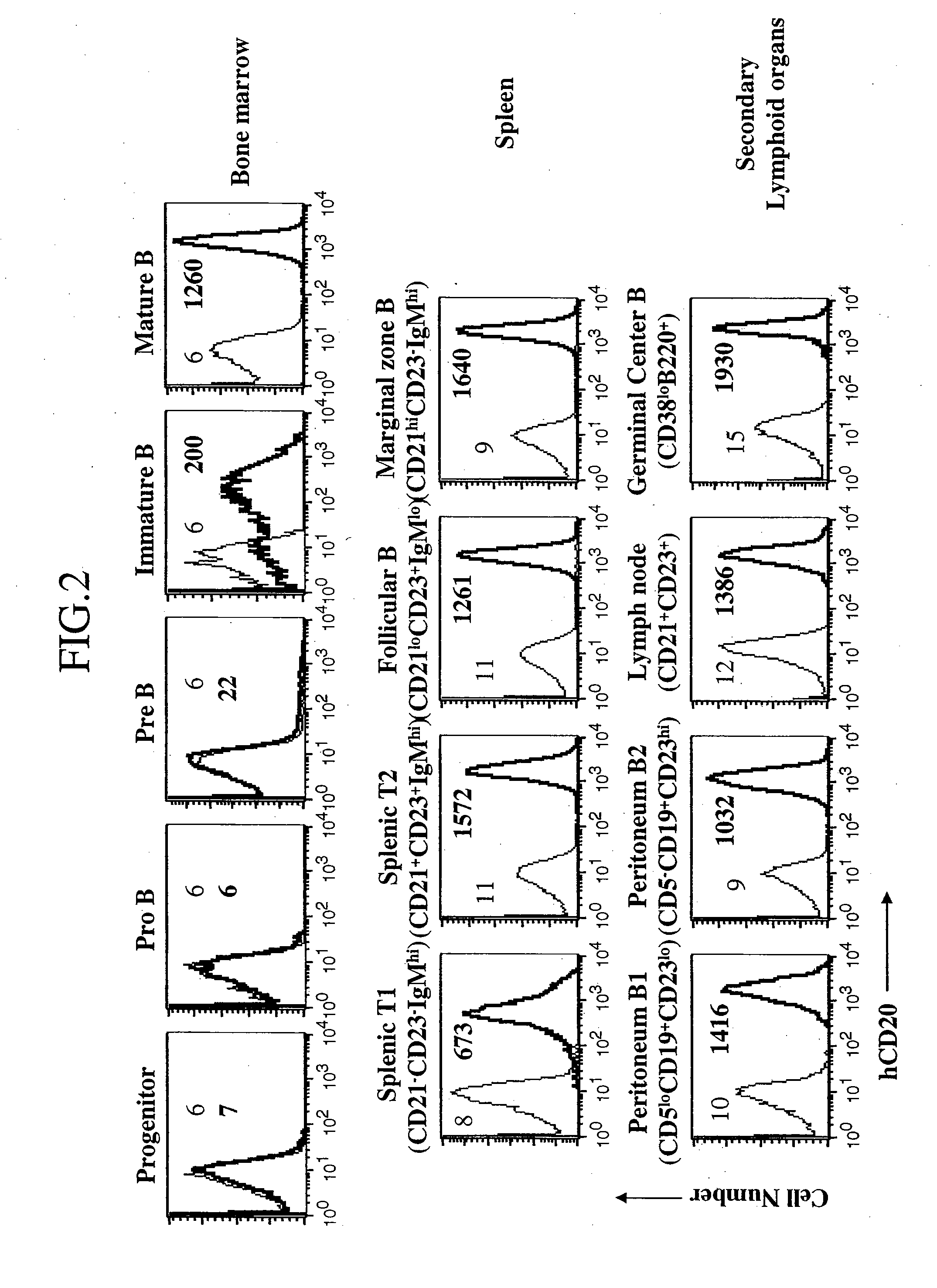 Method for Augmenting B Cell Depletion