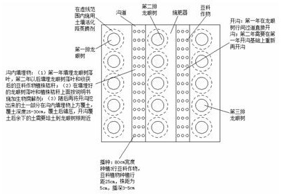 Technology for reducing transpiration of longan fruit trees and activating orchard soil in Guangdong region