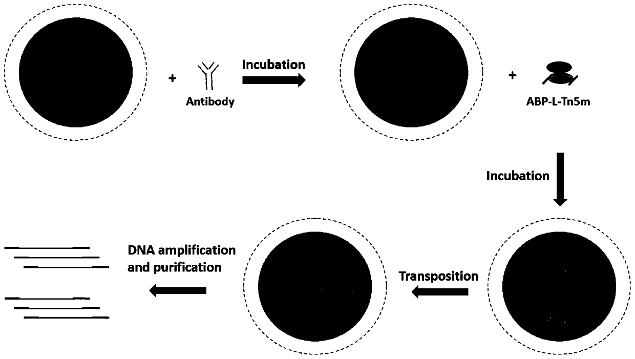 Antibody-targeted recombinant fusion proteins and their application in epigenetics