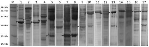 Antibody-targeted recombinant fusion proteins and their application in epigenetics