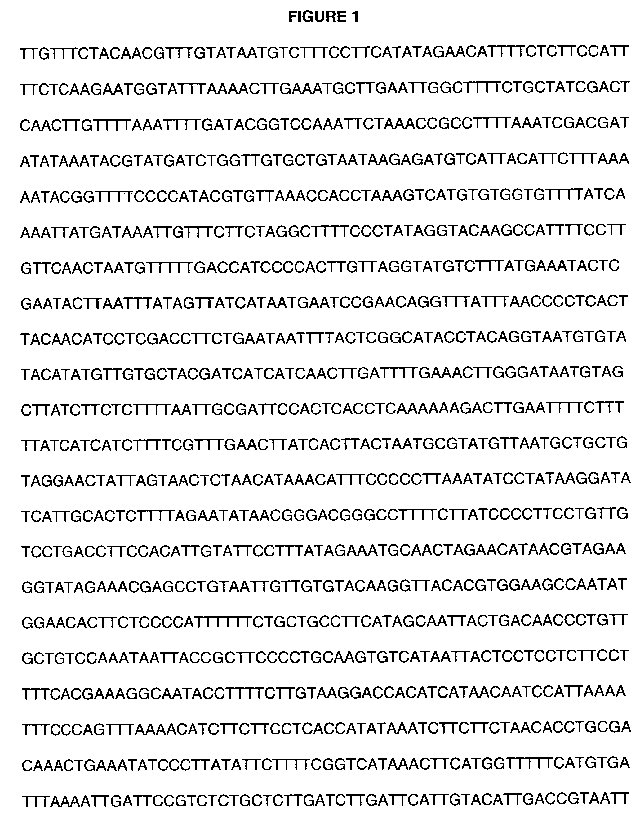 Methods and compositions for detecting Bacillus anthracis