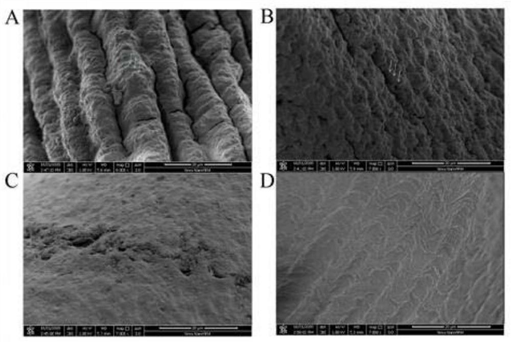 Microcapsule-embedded probiotics capable of being released at fixed points in intestinal tracts and preparation method thereof