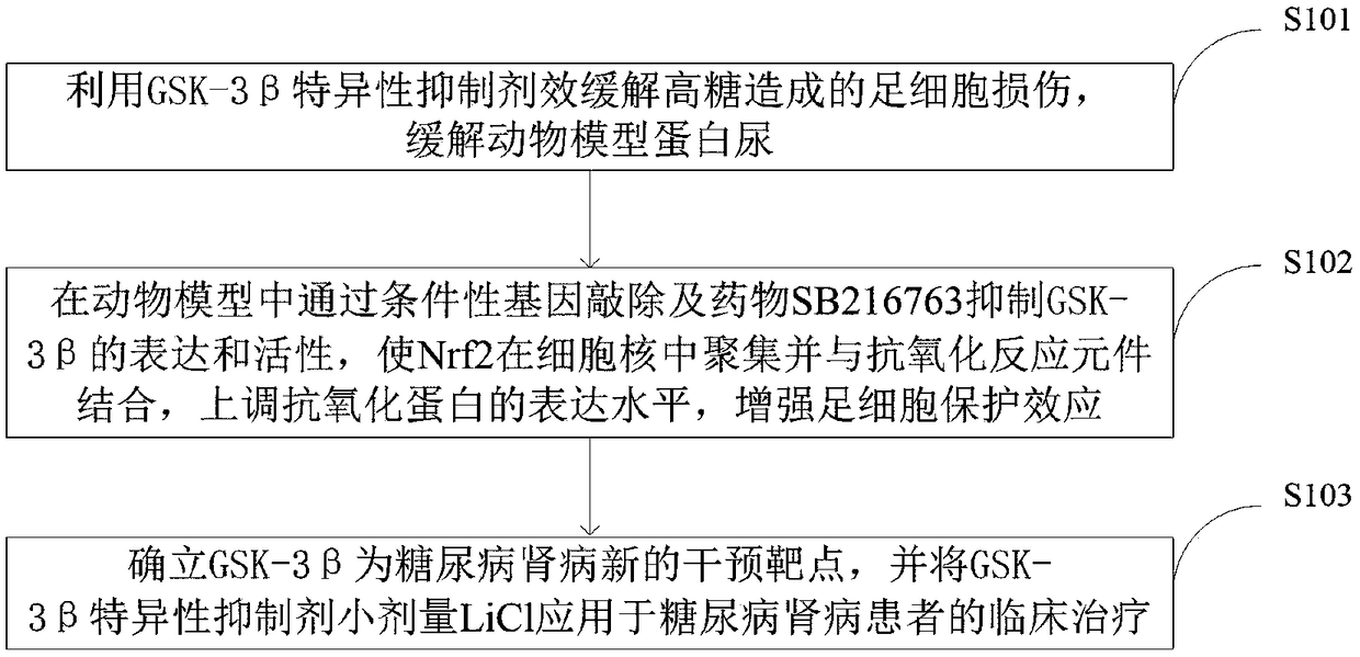 GSK-3beta inhibitor and application as novel target spot for diabetic nephropathy intervention