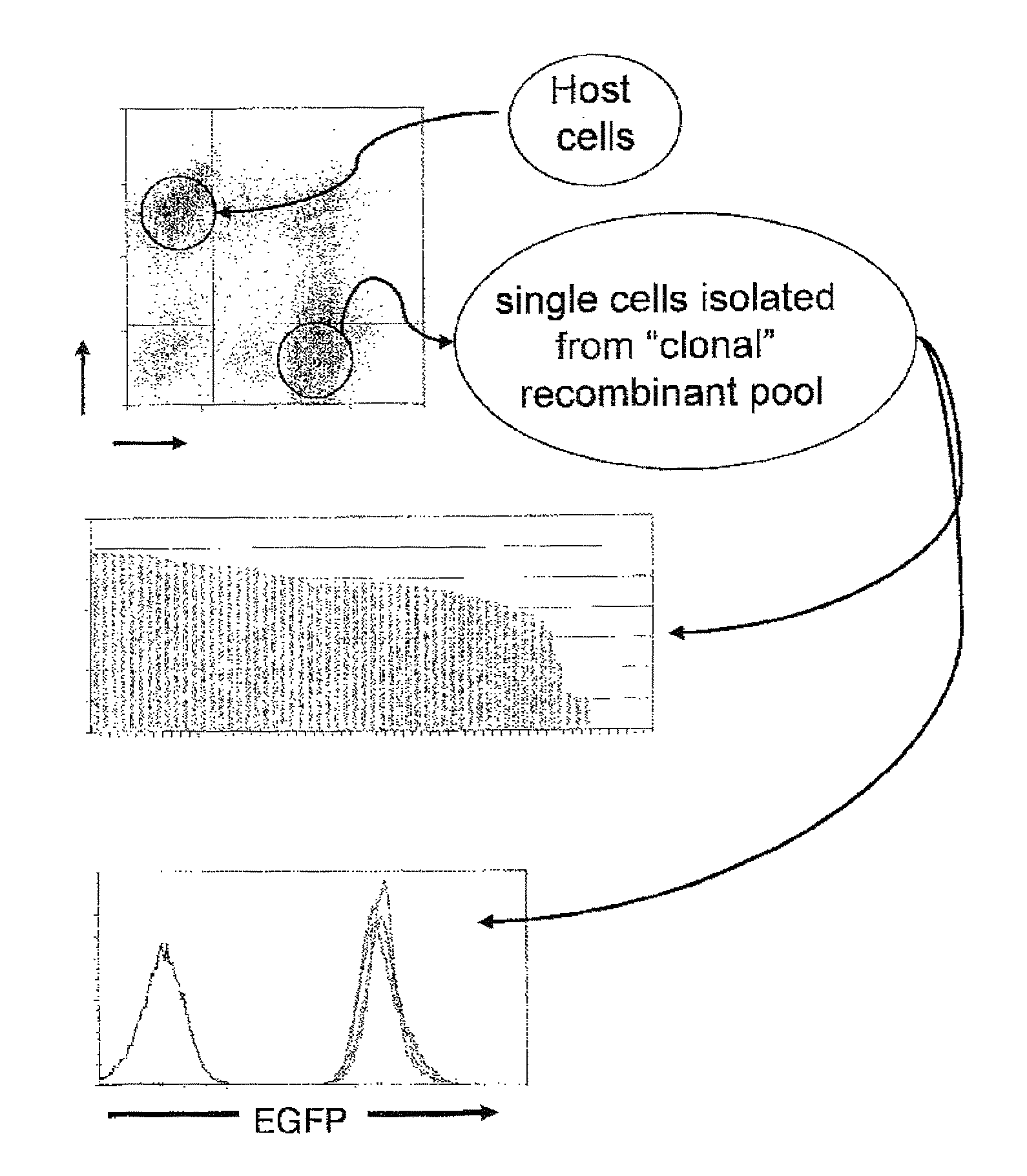 Enhanced expression and stability regions