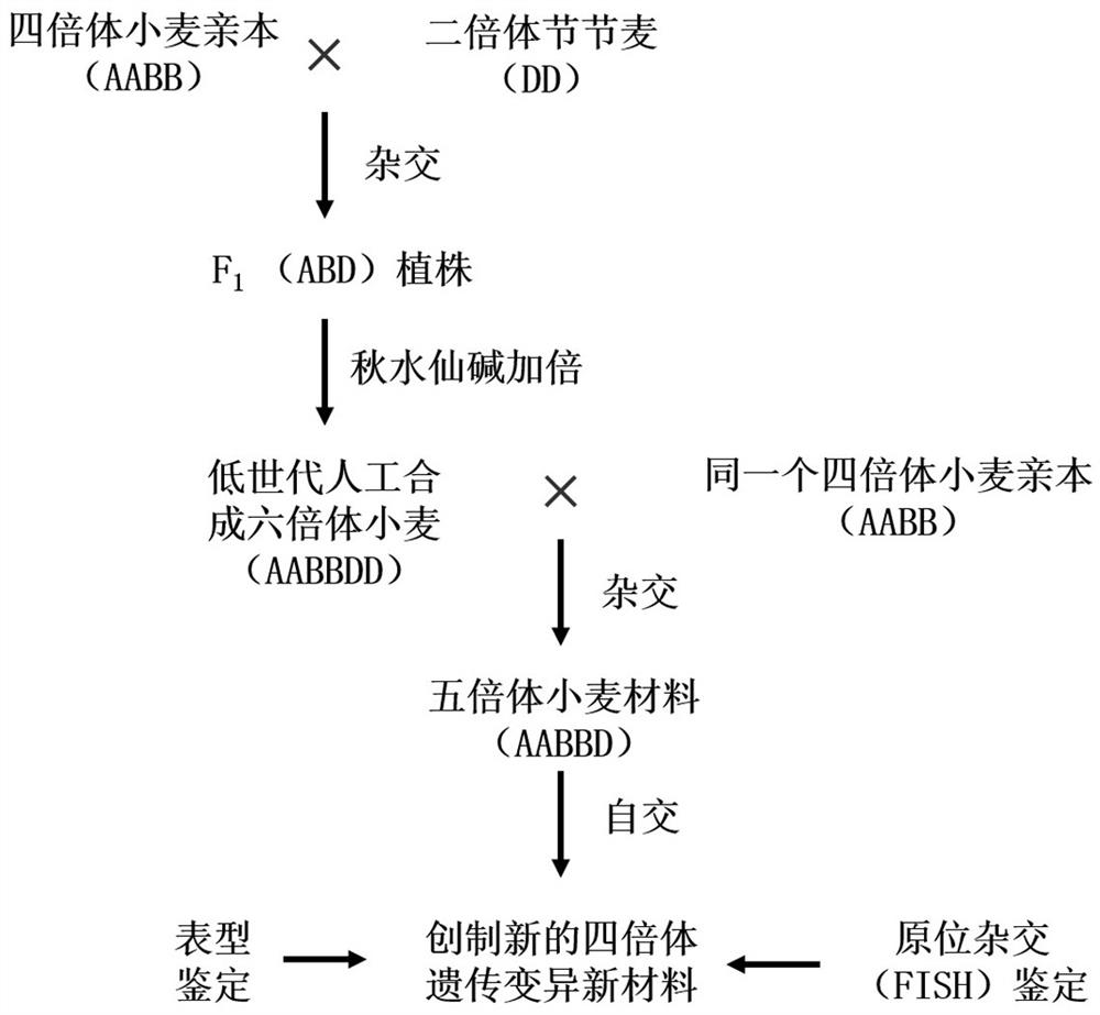 Method for widening tetraploid wheat genetic variation