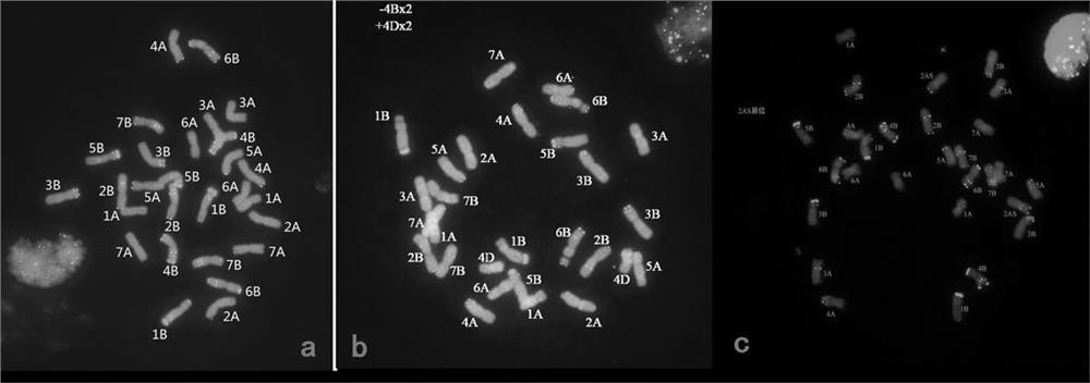 Method for widening tetraploid wheat genetic variation