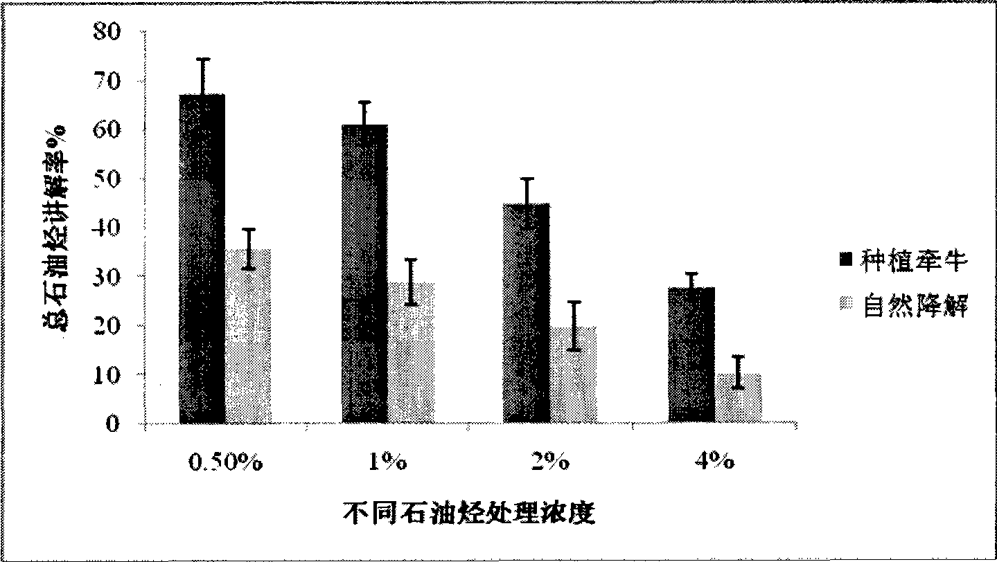 Method for repairing oil polluted soil using ornamental plant morning-glory