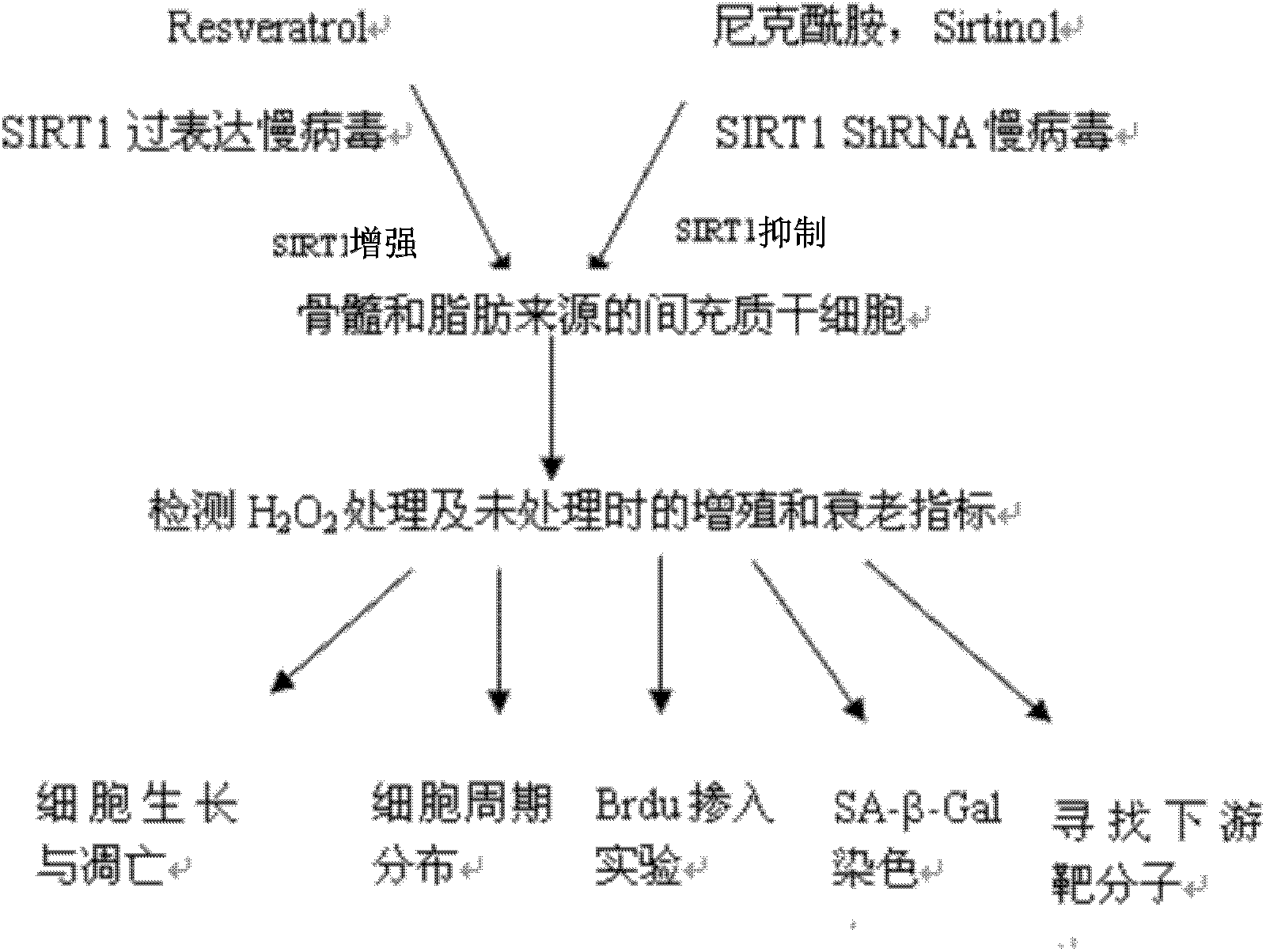 Application of protein acetylation enzyme SIRT1 (Silent Mating type Information Regulation 2Homolog1) in promoting proliferation and delaying senility of mesenchymal stem cells