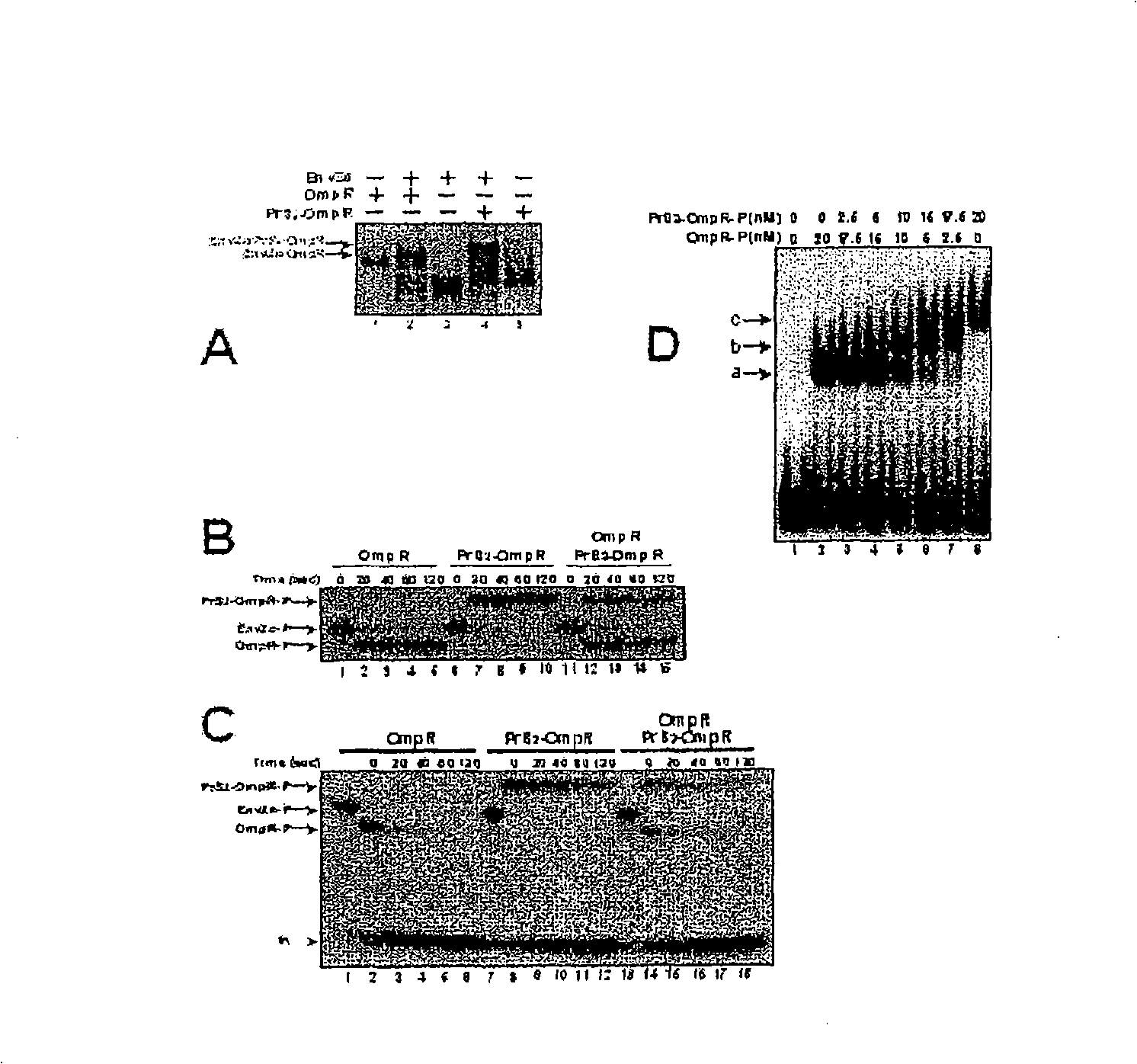 The use of protein S fusion for protein solubilization