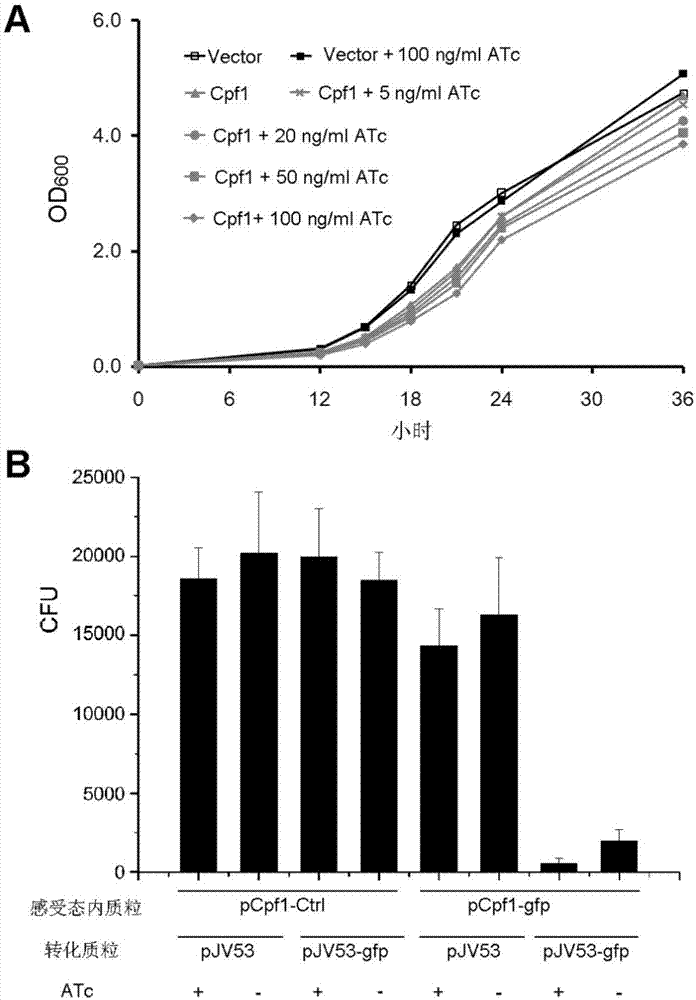 CRISPR/Cpf1 gene editing system and application of system in mycobacteria