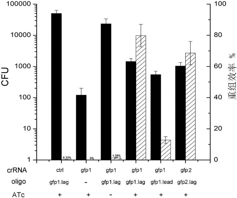 CRISPR/Cpf1 gene editing system and application of system in mycobacteria