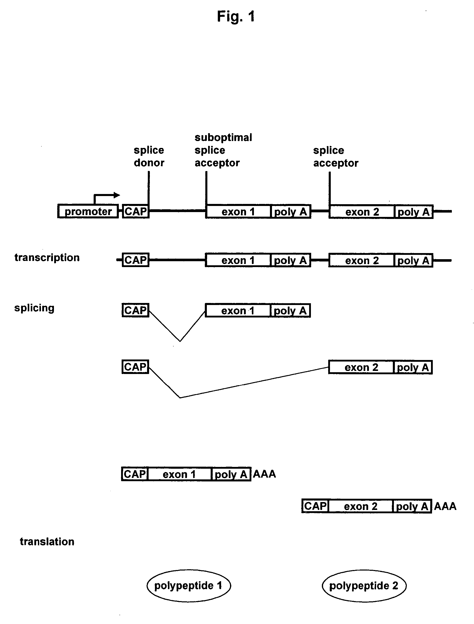 Methods and constructs for expressing polypeptide multimers in eukaryotic cells using alternative splicing