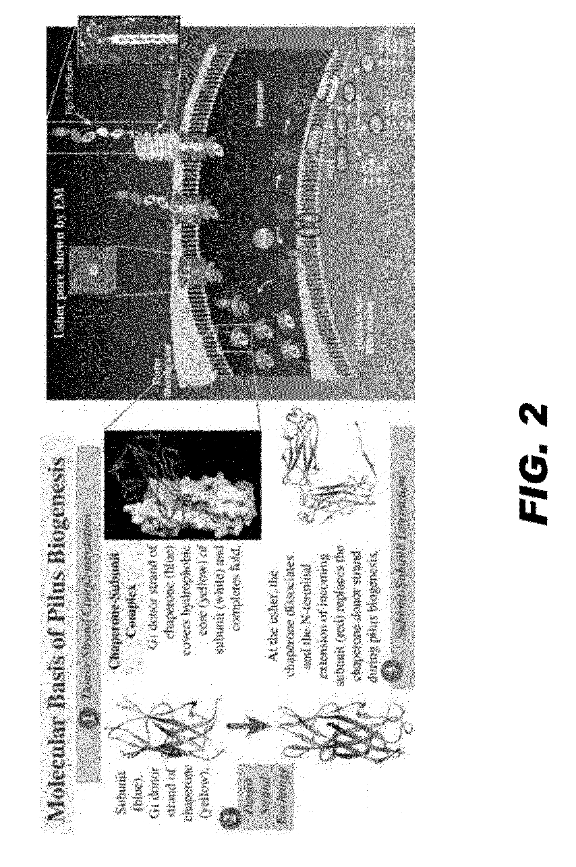 Compounds and methods for treating bacterial infections