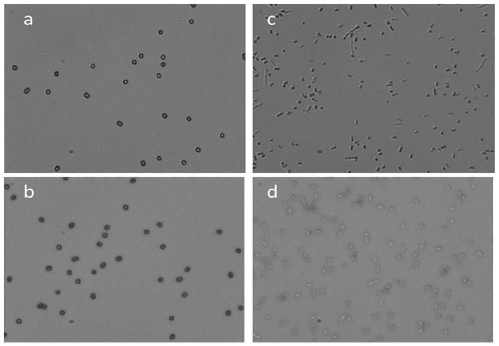 An all-in-one device for rapid Raman measurement and laser ejection sorting of single cells