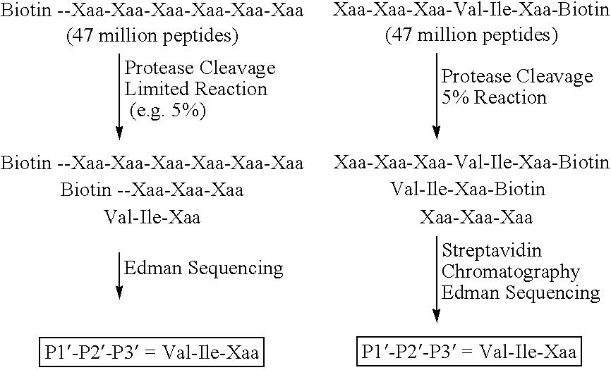 Polynucleotides and polypeptides encoding a novel metalloprotease, Protease-40b