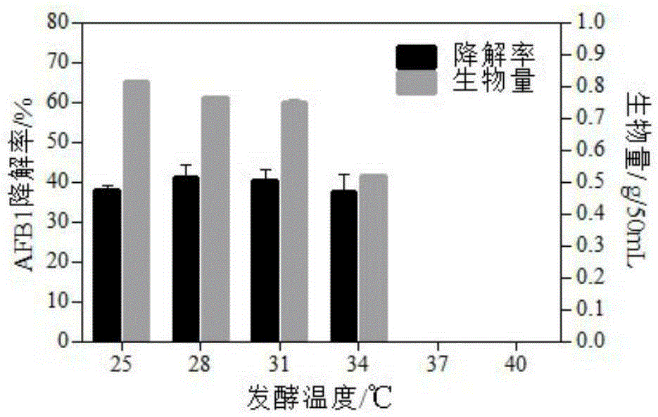 Microbe capable of producing aflatoxin B1 (AFB1) degrading enzyme and application thereof