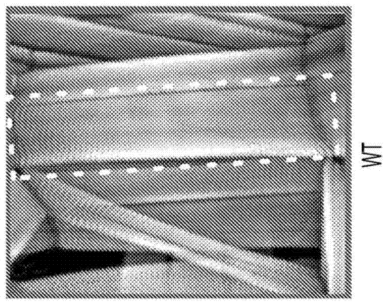 4-aminopyridine as a therapeutic agent for spinal muscular atrophy