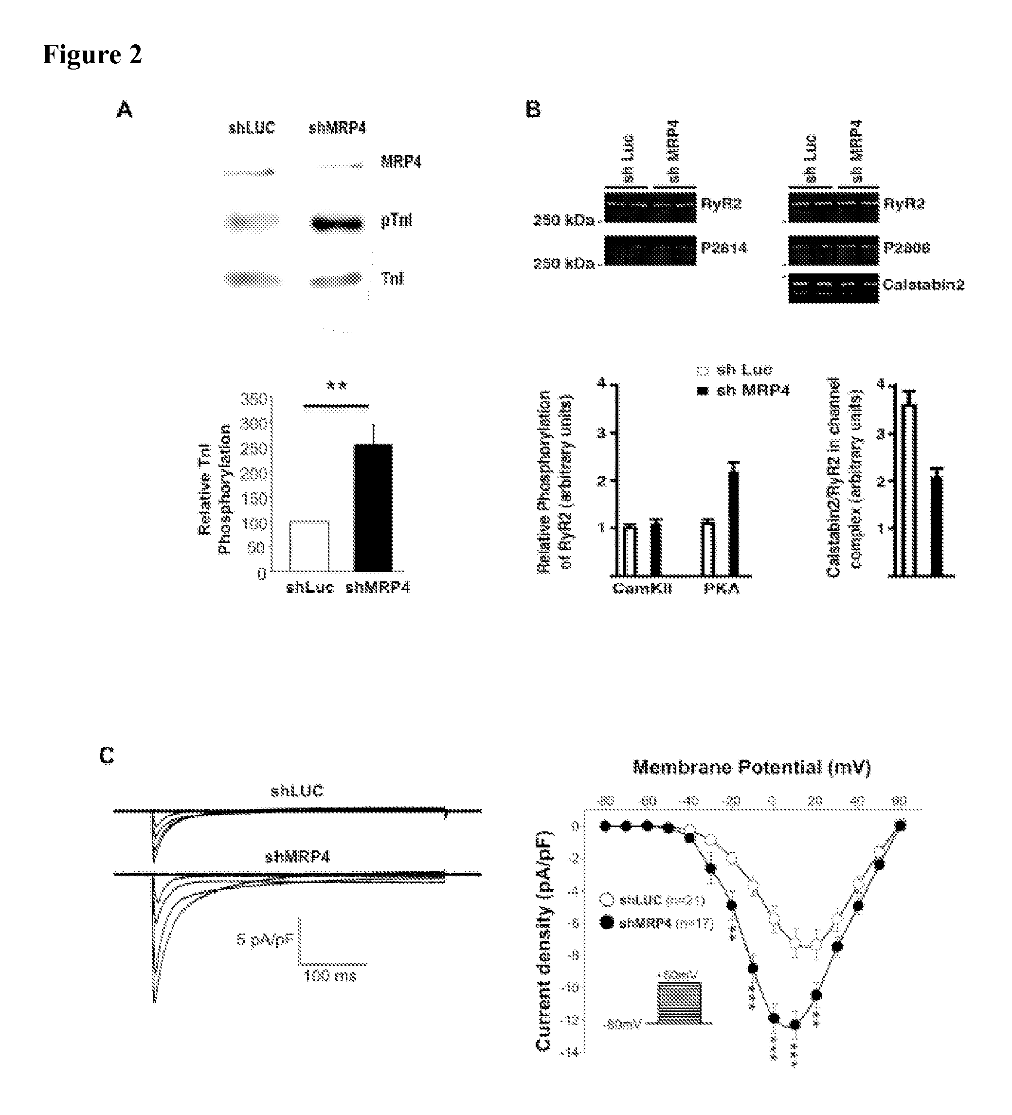 Inhibitors of MRP4 and agents stimulating MRP4 activity for the treatment of cardiac disorders