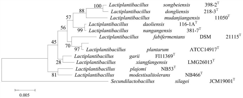 Lactiplantibacillus plantarum HNU082 with antagonistic effect and application thereof