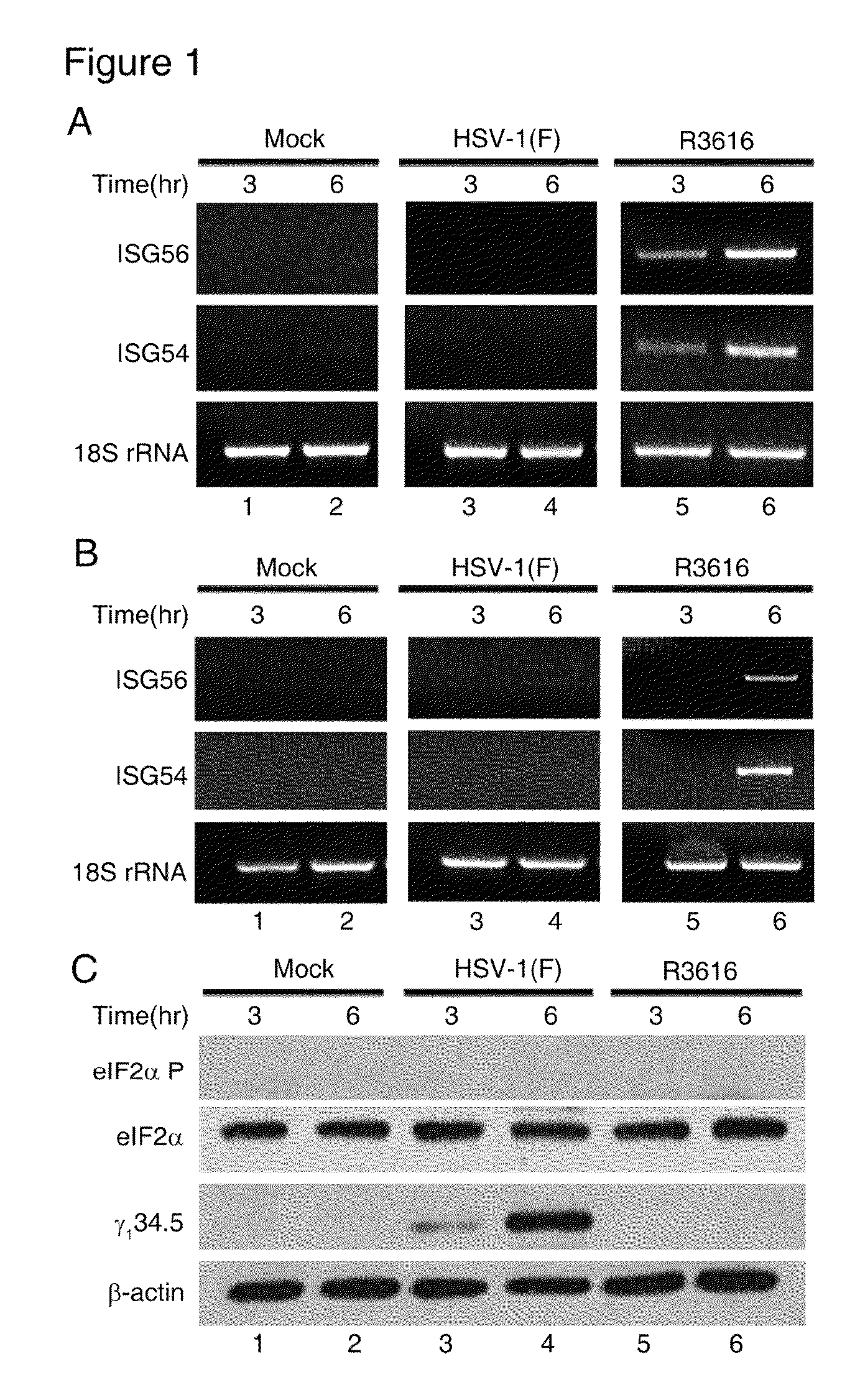 Compositions and methods using herpes simplex virus