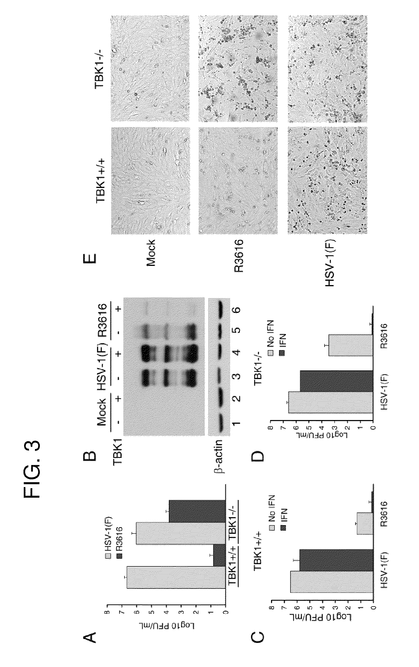 Compositions and methods using herpes simplex virus