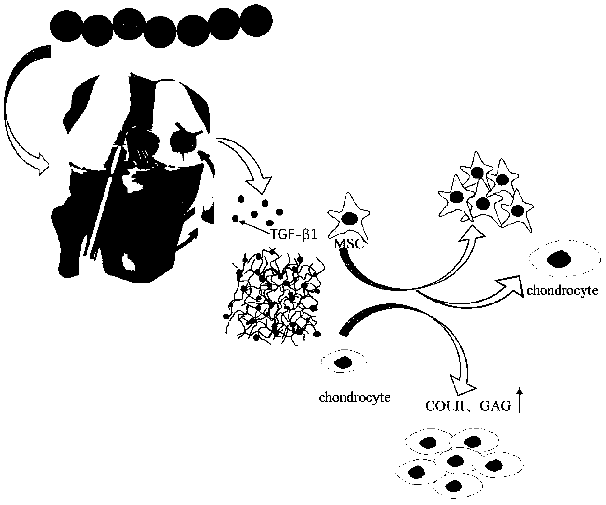 A preparation method of co-crosslinked double network hydrogel scaffold for promoting cartilage damage repair