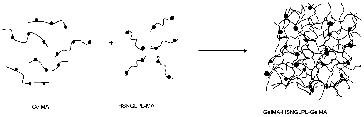 A preparation method of co-crosslinked double network hydrogel scaffold for promoting cartilage damage repair