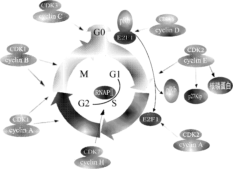 A screening method for anticancer drugs targeting cdk1