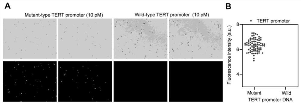 A DNA detection method based on CRISPR/Cas9 and its application