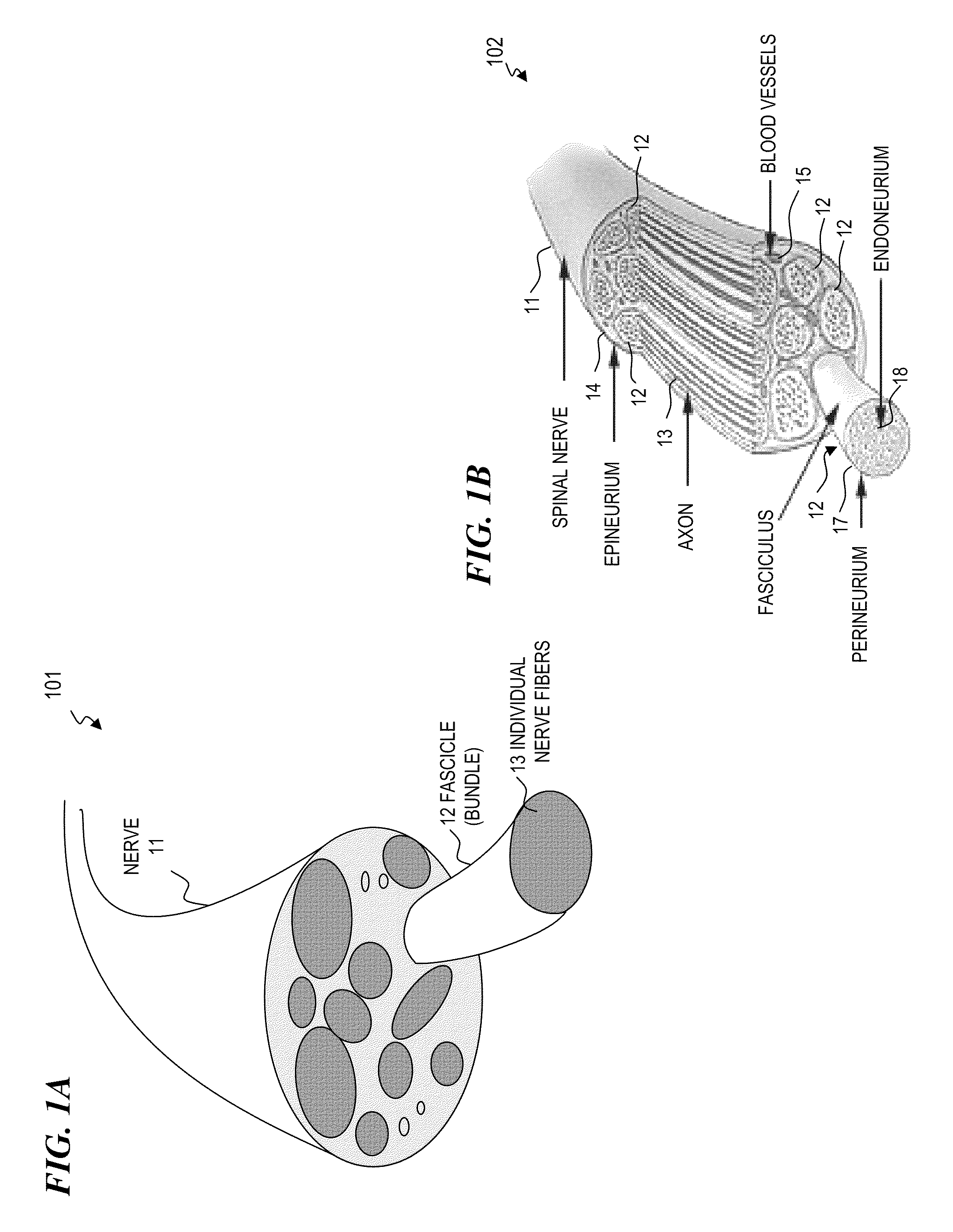 Optical bundle apparatus and method for optical and/or electrical nerve stimulation of peripheral nerves