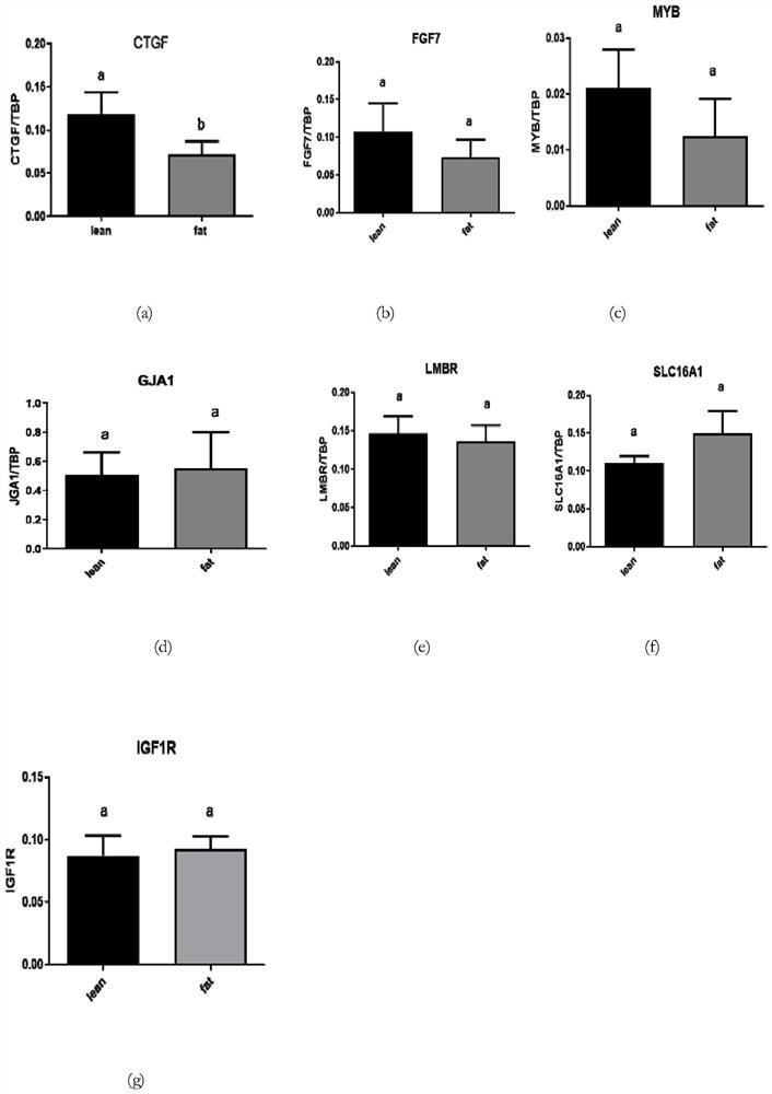 Application of chicken CTGF gene in inhibition of chicken preadipocyte differentiation