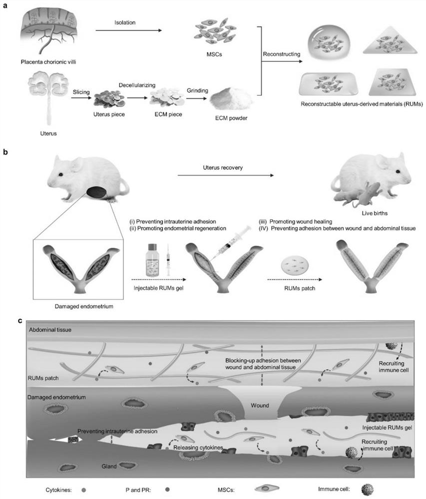 Preparation method and application of reconfigurable uterus derived material