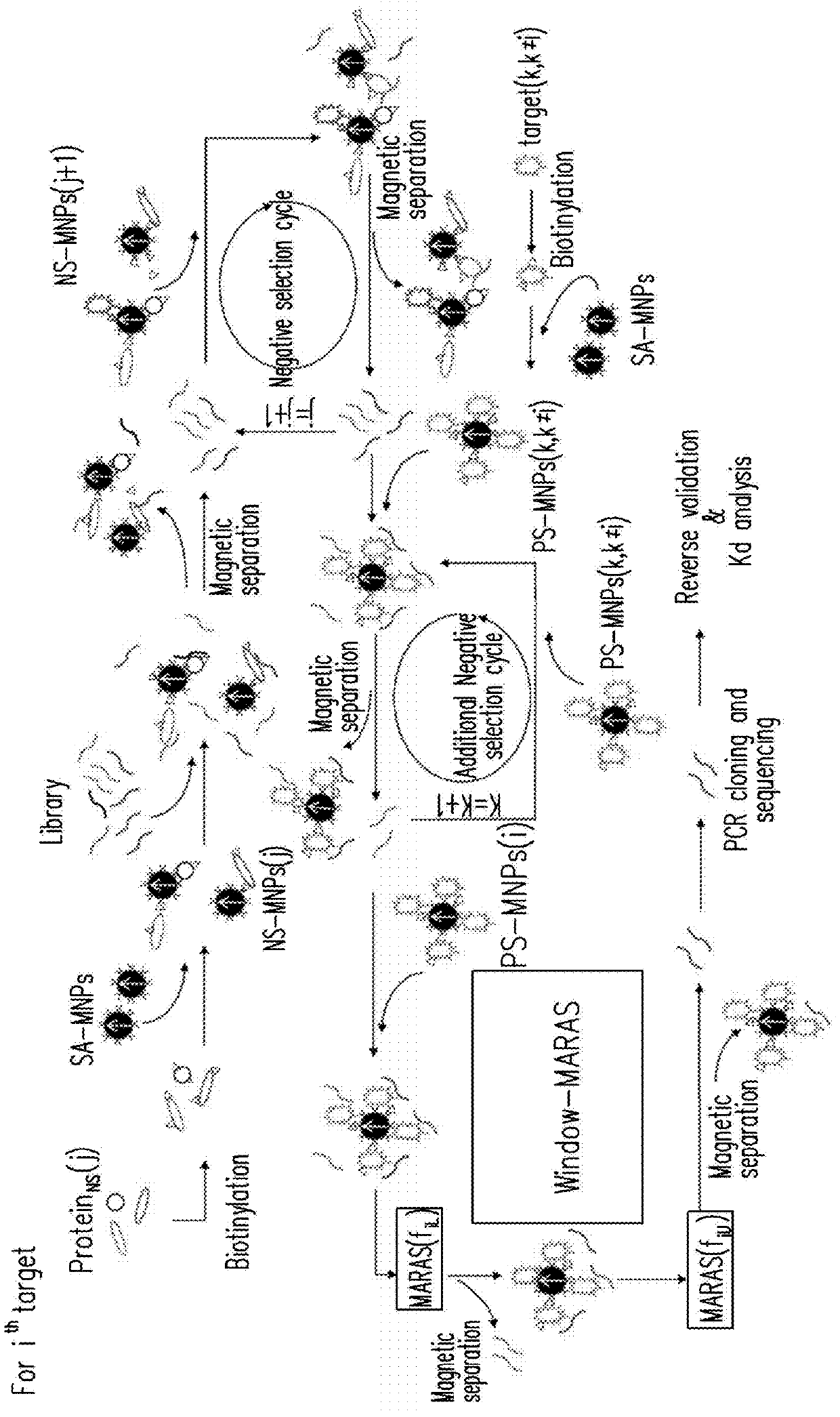 Method of multiplex immunoassays utilizing differential affinity and methods for synthesizing aptamer-based reagents for multiplex immunoassays