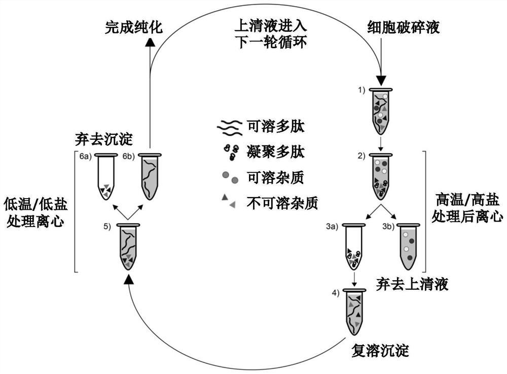 A kind of thermosensitive polypeptide and its encoding gene and its preparation method and application