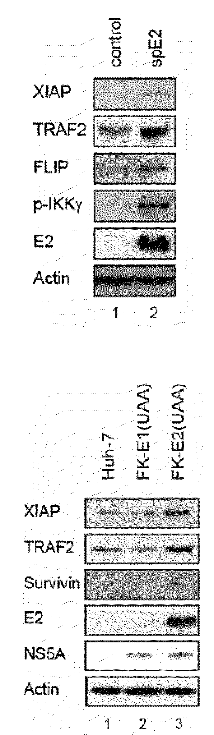 Novel use of grp 94 in virus infection