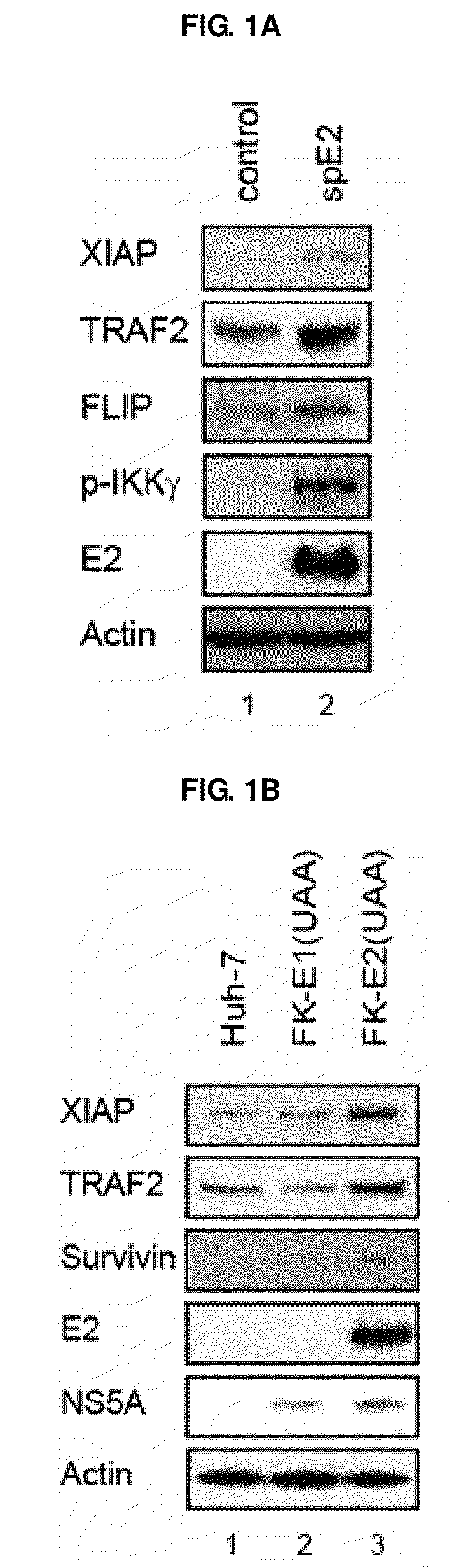 Novel use of grp 94 in virus infection