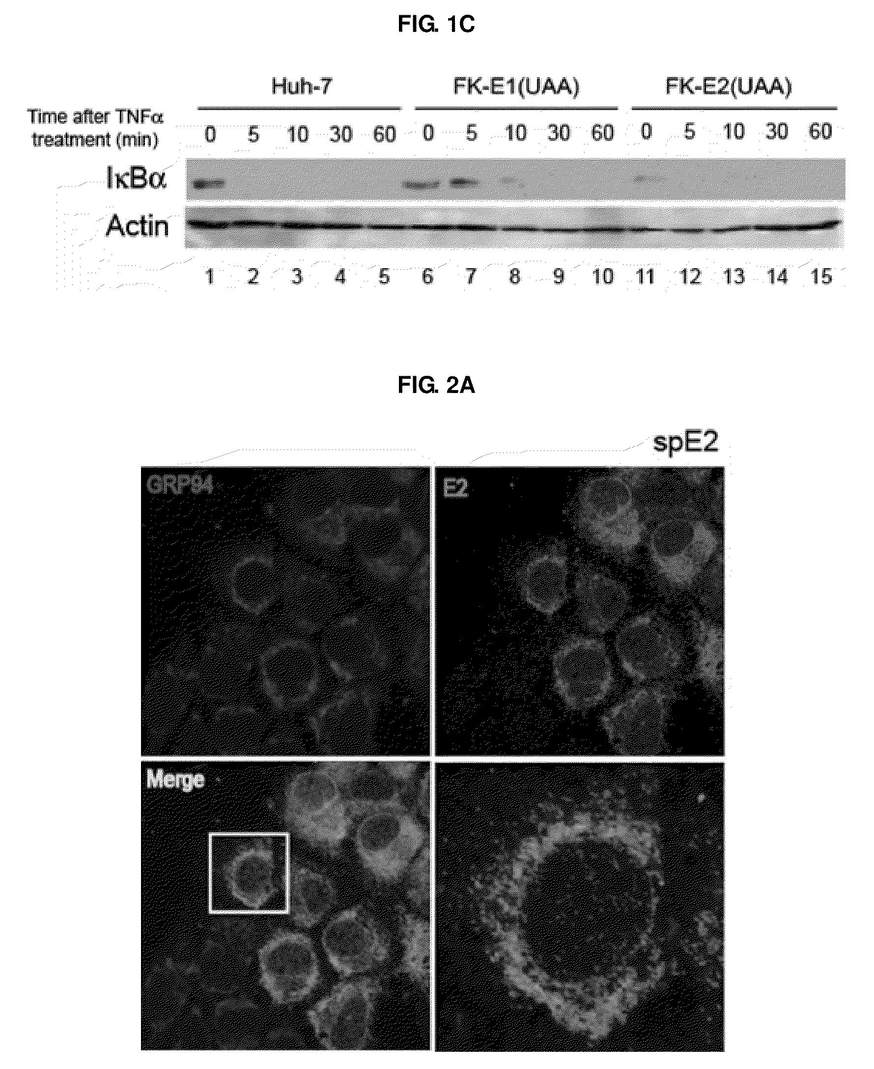 Novel use of grp 94 in virus infection