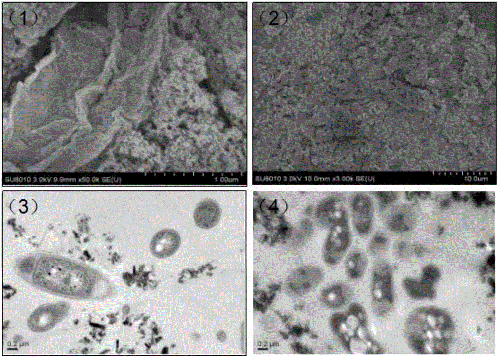 Method for improving dewatering performance of excess sludge