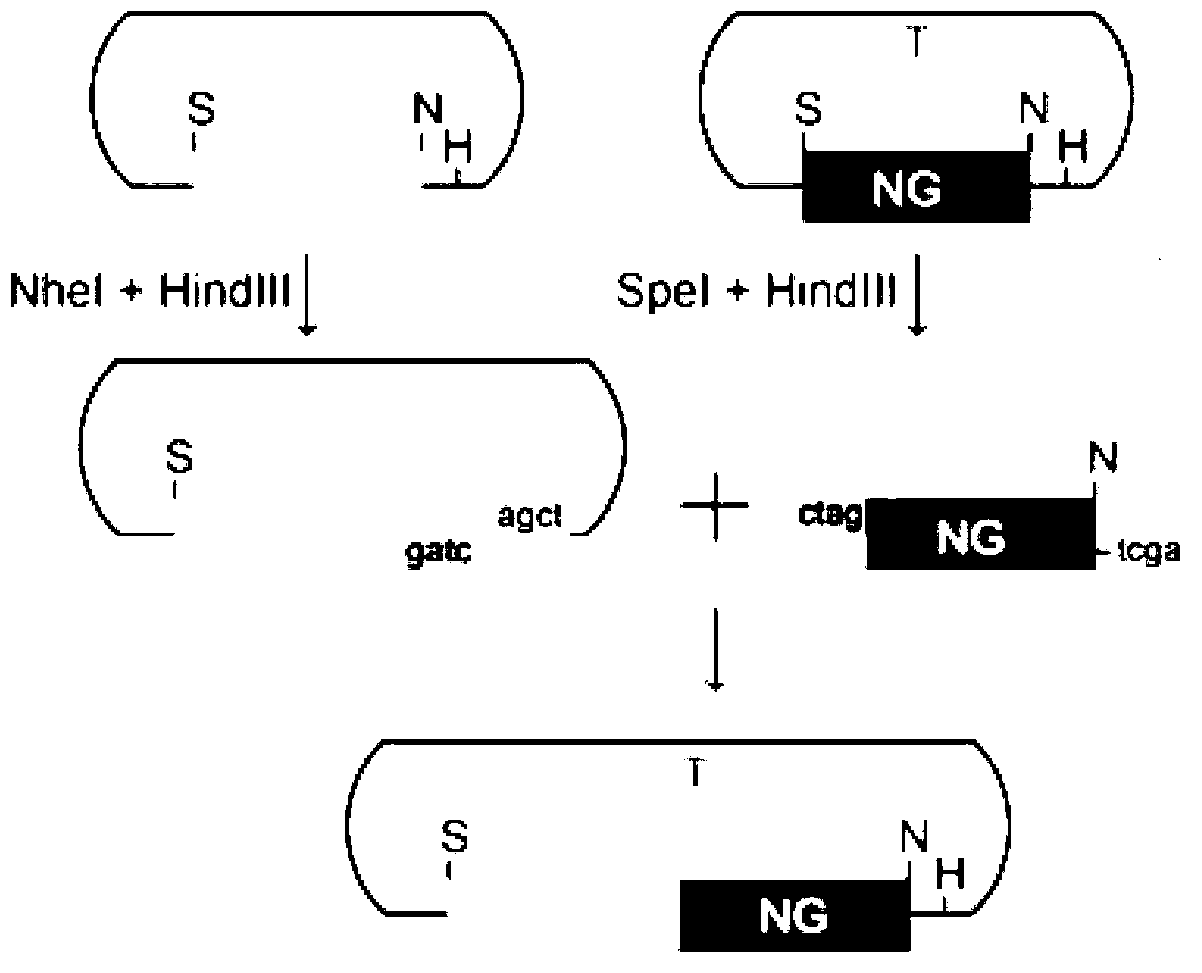 Construction method for gene site-specific mutagenesis in embryonic cell of mouse