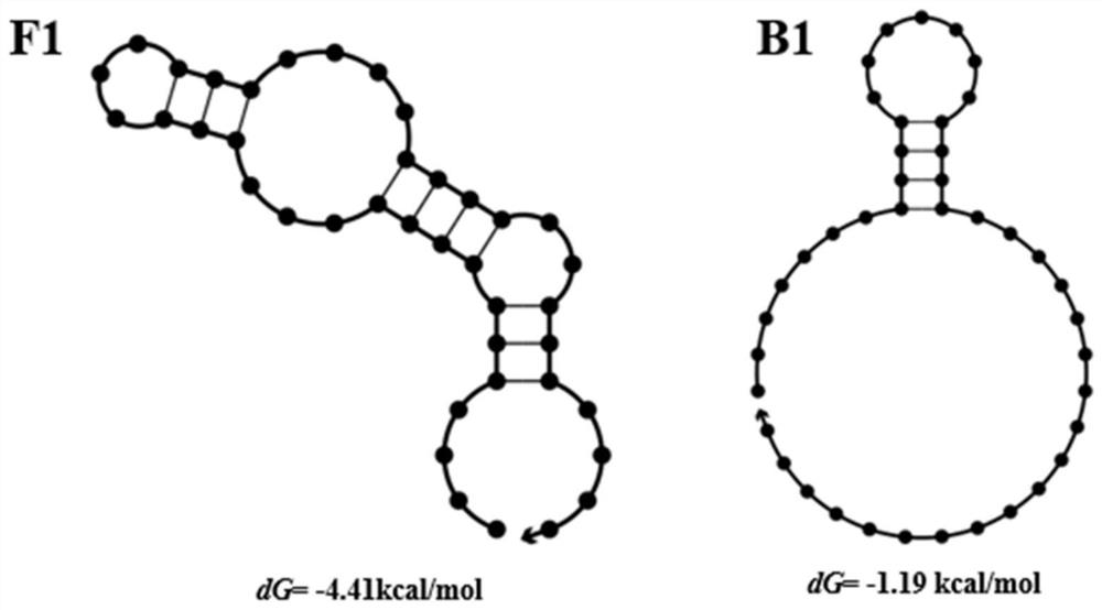 A screening method for nucleic acid aptamer specifically binding to sarafloxacin hydrochloride